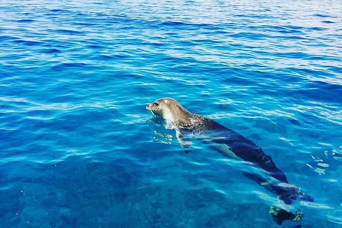 Snorkelling Trip at Ponta de São Lourenço Protected Area - Snorkelling in the Marine Reserve: What It’s Like Underwater