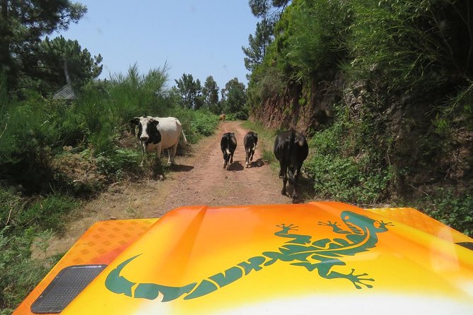 Southwest of Madeira and Calheta Paul do Mar 4x4 Full-Day Tour - Price and Logistics: Pickup Fees Can Change the Math