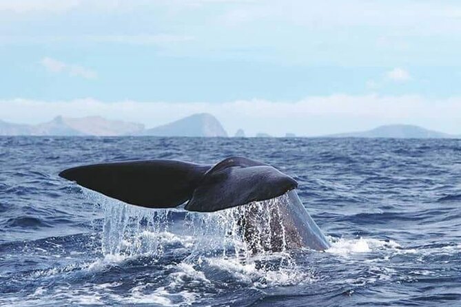 Sunset Catamaran Tour l Madeira Island - Crew vibe and group size: calm boat life vs. crowd surprises