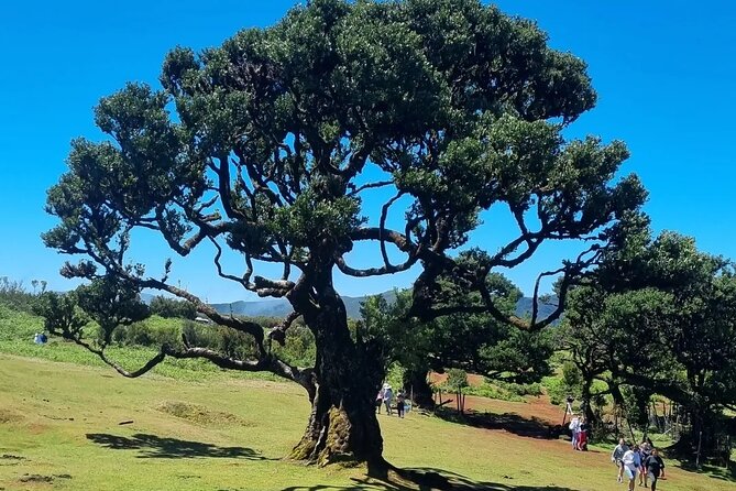 Surreal West Tour Waterfalls Natural Pools and Enchanted Forests - Ribeira da Janela: ocean swings and a peaceful viewpoint
