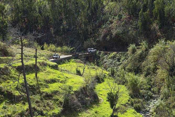 The Best of the South - Jeep Safari - Full Day - Shared Tour - The 4x4 Trail Through Exotic Forest: Where the Ride Gets Fun