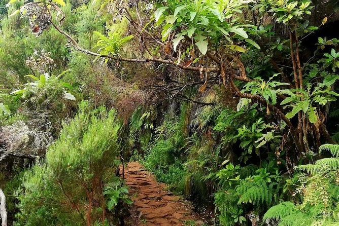 The Lakes Walk - Levadas, plants, and the stories guides like Elton and Susanna actually tell