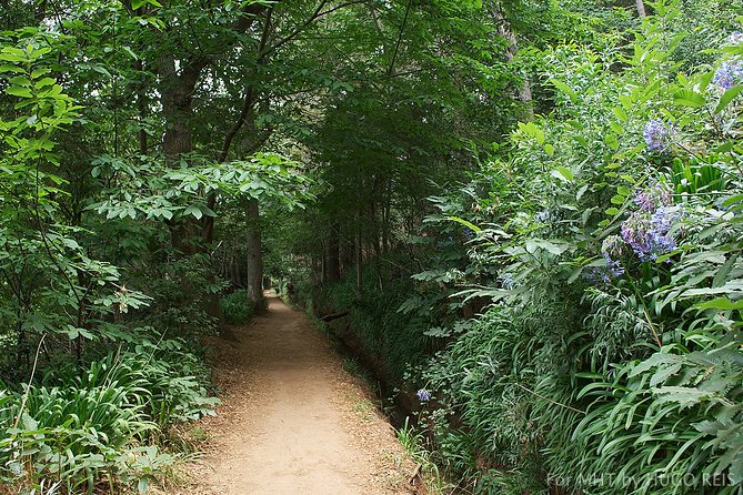 Vale Paraiso - Paradise Valley Walk - Easy levada walking: what the Paradise Valley route feels like