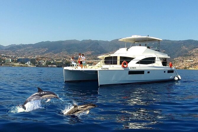 VipDolphins Luxury Whale Watching - Quick hits on VipDolphins in Funchal