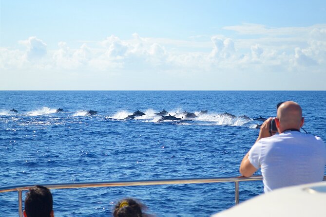 VipDolphins Luxury Whale Watching - Value check: is $95.53 worth it for a whale-and-dolphin cruise?
