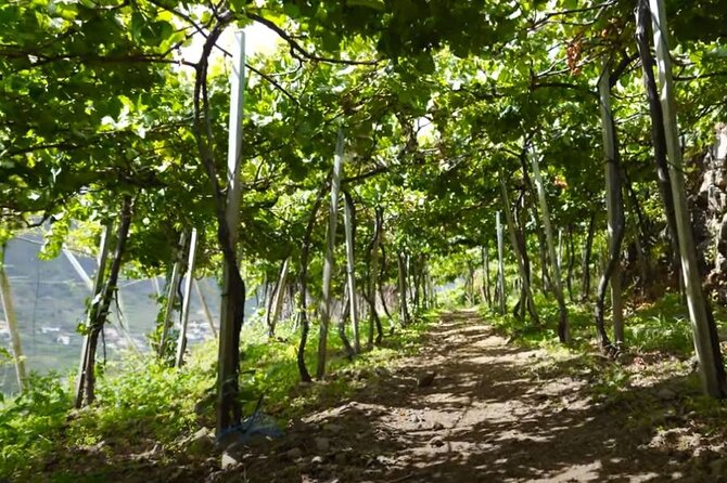 Visiting local Vineyard With Wine Tasting & Lunch included - Stop 1: Câmara de Lobos and the Grapes-on-Route Setup