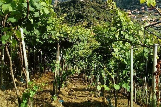 Visiting local Vineyard With Wine Tasting & Lunch included - Stop 5: Câmara de Lobos Fortified Madeira Finale (Barrels, Medals, and Tastings)