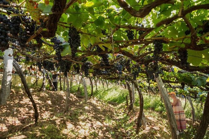 Visiting local Vineyard With Wine Tasting & Lunch included - What You’re Really Paying For (and Why It Can Be Good Value)