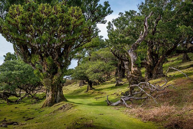 Walk - Levada of Alecrim - Key highlights I’d mark for you