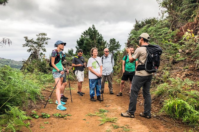 Walk with a local - Laurisilva Forest Walks: The Green You Can Touch