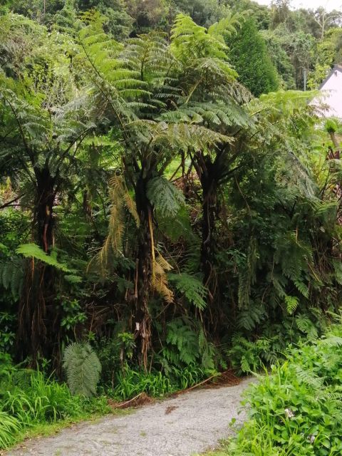 West Madeira:, Laurel Forest, Waterfall, Rock Pools, Walk - Price and value: what $37 really buys you (and what it doesn’t)