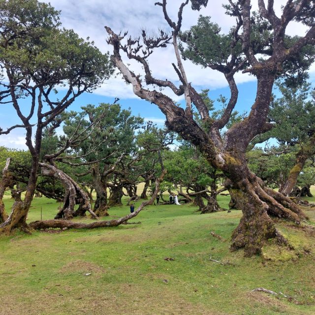 West Madeira:, Laurel Forest, Waterfall, Rock Pools, Walk - West Madeira in 8 hours: how the day flows