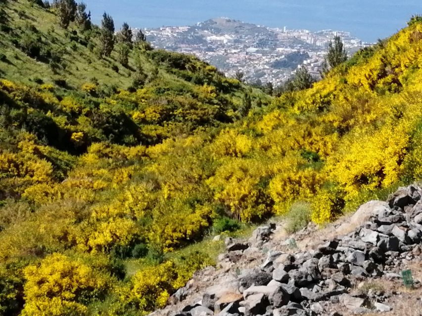 West Madeira:, Laurel Forest, Waterfall, Rock Pools, Walk - Porto Moniz volcanic rock pools: optional sea swimming without the crowds