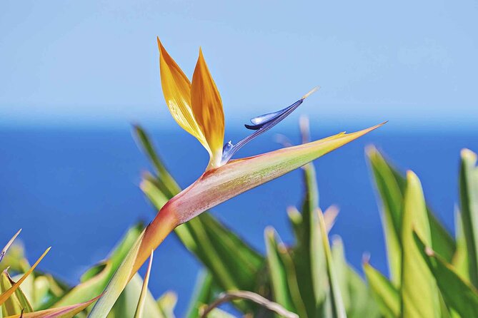 West of Madeira Private Full-Day Tour with Pickup from Funchal - Setting Your Route Choice: East, West, South, or North