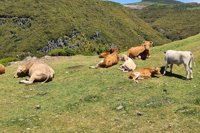 West of Madeira Private Half-Day Tour - Price and Logistics: What $192.25 Gets You (and Why It Can Be Worth It)