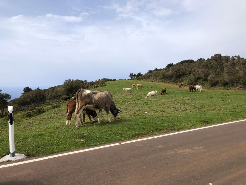 West Safari - The natural pool Porto Moniz Open Roof Jeeps - Paul da Serra at 1,400 m: the levada walk that earns its time