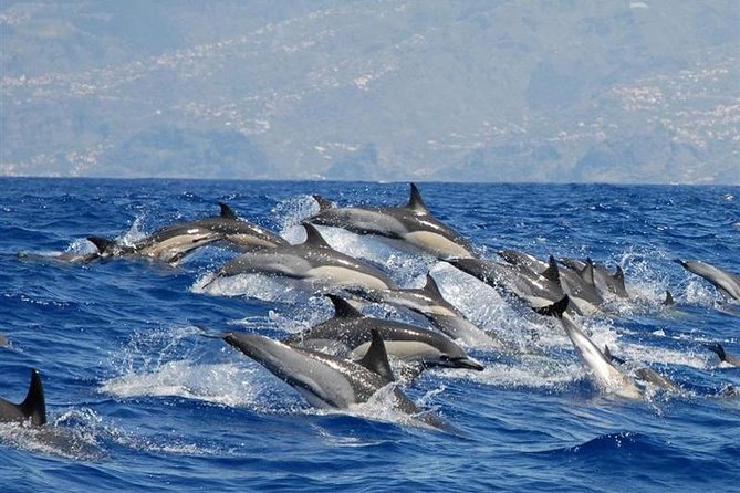 Whale and Dolphin Watching in Calheta, Madeira Island - Key highlights you’ll care about