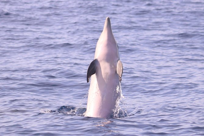 Whale and Dolphin Watching in Calheta, Madeira Island - The 2-hour plan: what happens once you’re on board