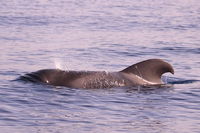 Whale and Dolphin Watching in Calheta, Madeira Island - The ride itself: fast, bumpy, and part of the deal