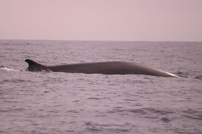 Whale and Dolphin Watching in Calheta, Madeira Island - Whale and dolphin sightings: what you might realistically see