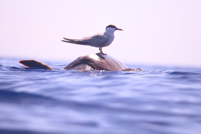 Whale and Dolphin Watching in Calheta, Madeira Island - Viewing style: close encounters without disturbing wildlife