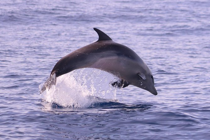 Whale and Dolphin Watching in Calheta, Madeira Island - What you’ll learn from the live commentary