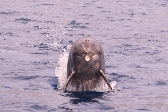 Whale and Dolphin Watching in Calheta, Madeira Island - Price and value: is $72.56 worth it?
