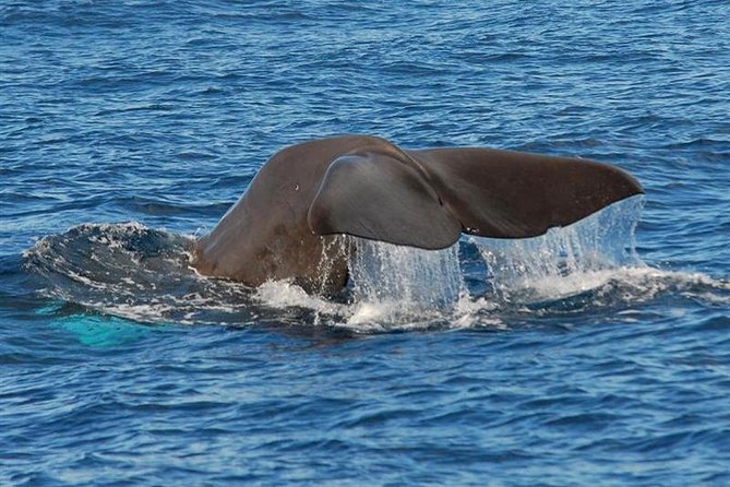 Whale and Dolphin Watching in Calheta, Madeira Island - The spotter system: why the odds can be better here