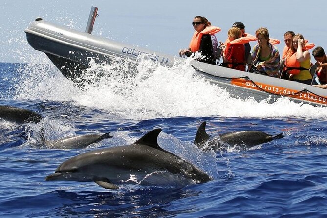 Whale and Dolphin Watching Tour from Funchal - Key highlights I’d plan around