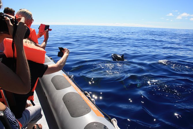 Whale and Dolphin Watching Tour from Funchal - Off Madeira: what this whale-and-dolphin outing is really like