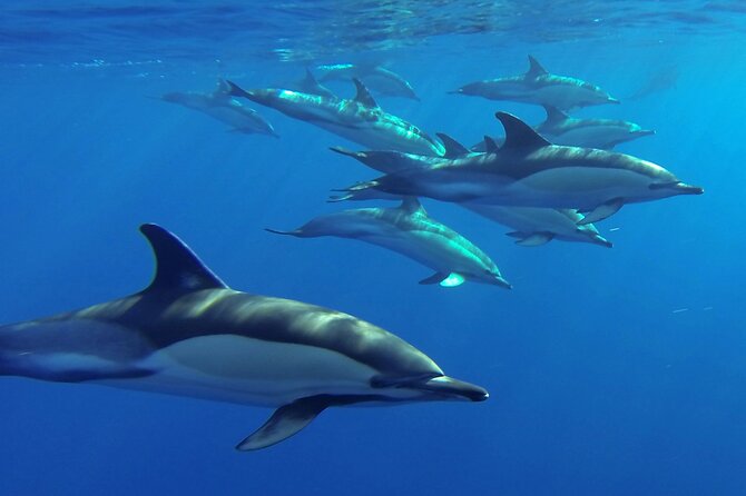 Whale and Dolphin Watching Tour from Funchal - Rota dos Cetáceos: how the search and spotting works