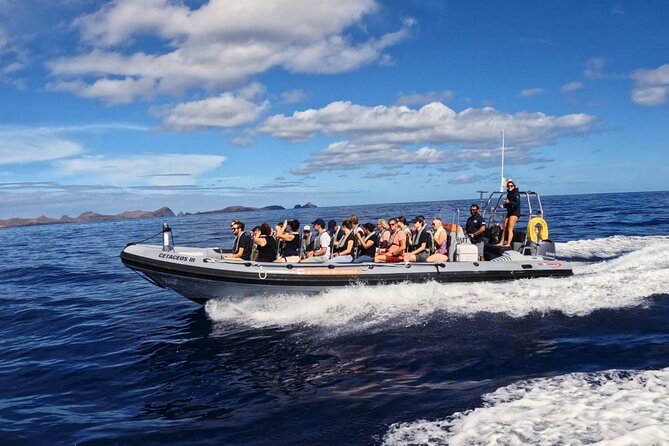 Whale and Dolphin Watching Tour from Funchal - Seeing dolphins, whales, and turtles in the wild (and what to expect)