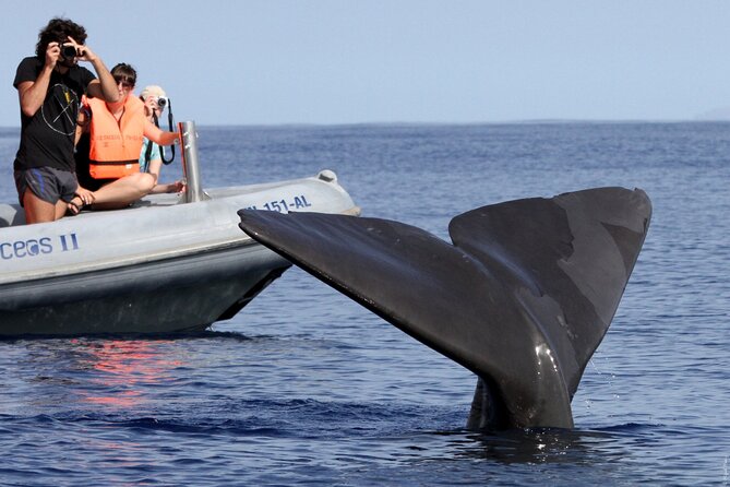 Whale and Dolphin Watching Tour from Funchal - Snorkelling and possible swim time: what’s included and what’s not guaranteed