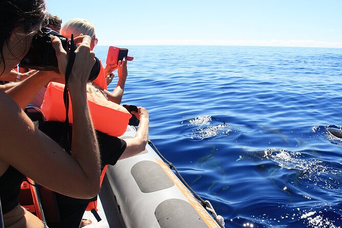 Whale and Dolphin Watching Tour from Funchal - The second spotting trip guarantee if you see nothing