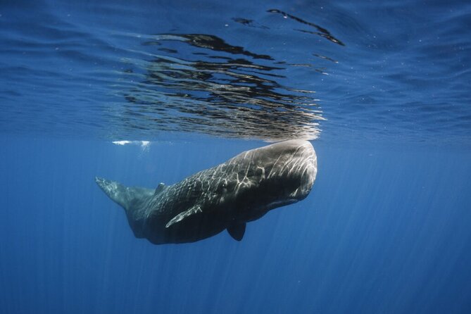 Whale and Dolphin Watching Tour from Funchal - Comfort, safety, and motion on a small boat
