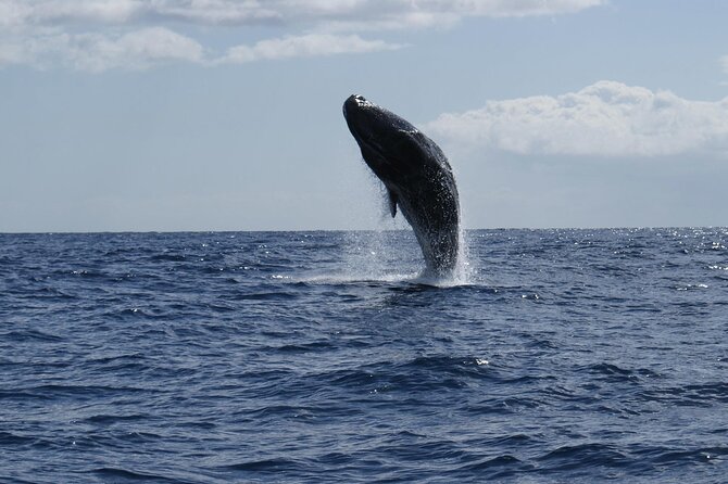 Whale and Dolphin Watching Tour from Funchal - Price and value for Madeira whale and dolphin watching
