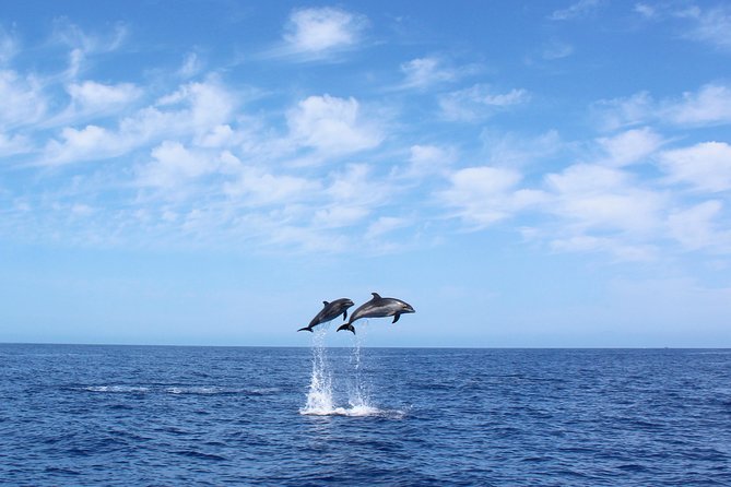 Whale and Dolphin Watching Tour in Madeira - Key Highlights You’ll Feel Immediately