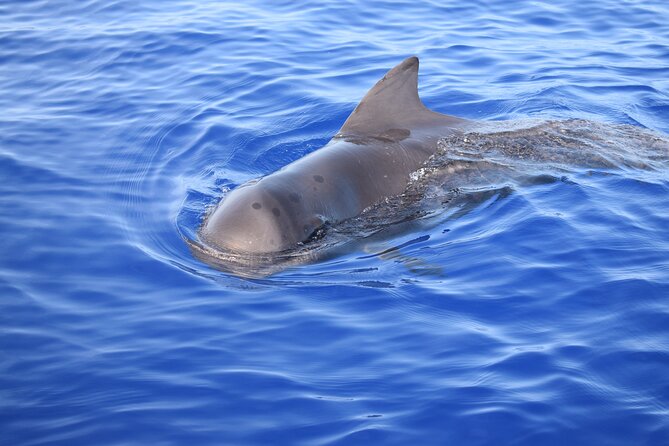 Whale and Dolphin Watching Tour in Madeira - Small-Group Comfort: Drinks, Blankets, and Space to Actually Relax