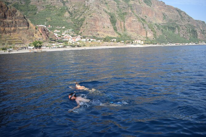 Whale and Dolphin Watching Tour in Madeira - Price and Value: Why $83.44 Can Make Sense in Madeira