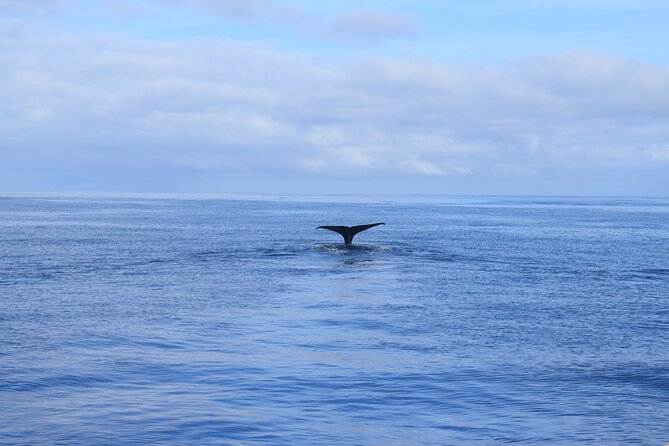 Whale and Dolphin Watching Tour in Madeira - Who This Boat Tour Is Best For (And Who Should Pick a Different Day)