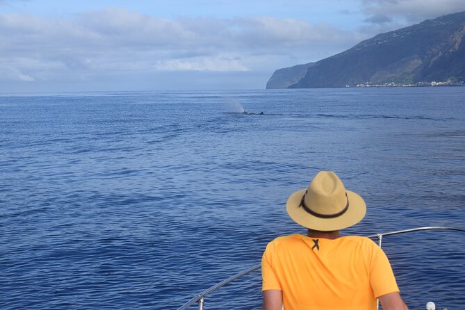 Whale and Dolphin Watching Tour in Madeira - Booking Tips That Keep You From Being Disappointed