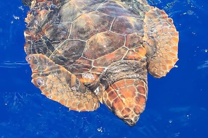Whale & Dolphin Watching in Madeira - Key Highlights Before You Go