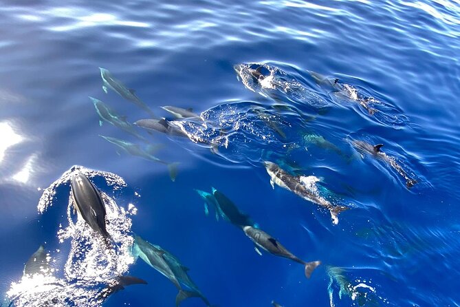 Whale & Dolphin Watching in Madeira - Why Madeira’s Caniçal Waters Are So Good for Spotting