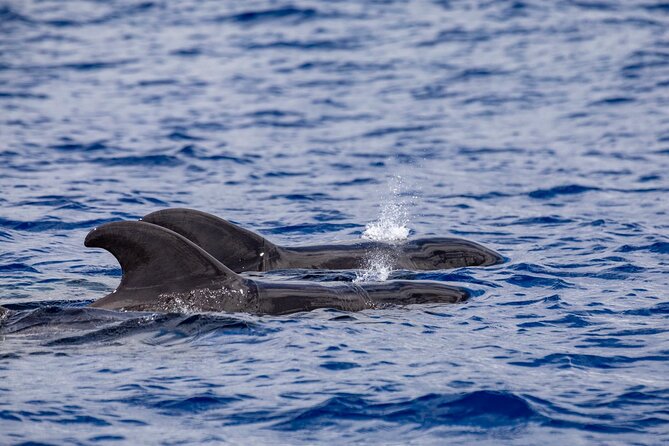 Whale & Dolphin Watching in Madeira - Meeting in Caniçal: Where to Go and How to Start Smoothly