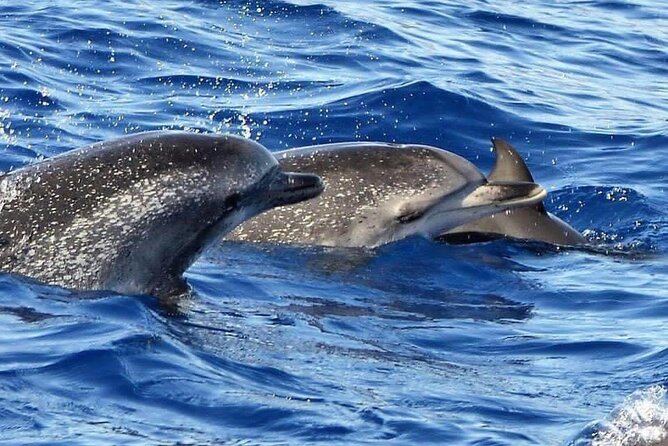 Whale & Dolphin Watching in Madeira - The Wildlife Search: What You’re Actually Looking For