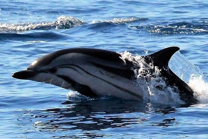 Whale & Dolphin Watching in Madeira - On Board With Cesar and Joe: Friendly, Entertaining, and Practical