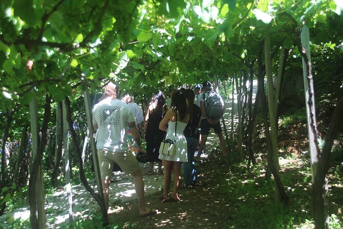 Wine tasting and Jeep Adventure in Madeira's Majestic Countryside - Key highlights before you go